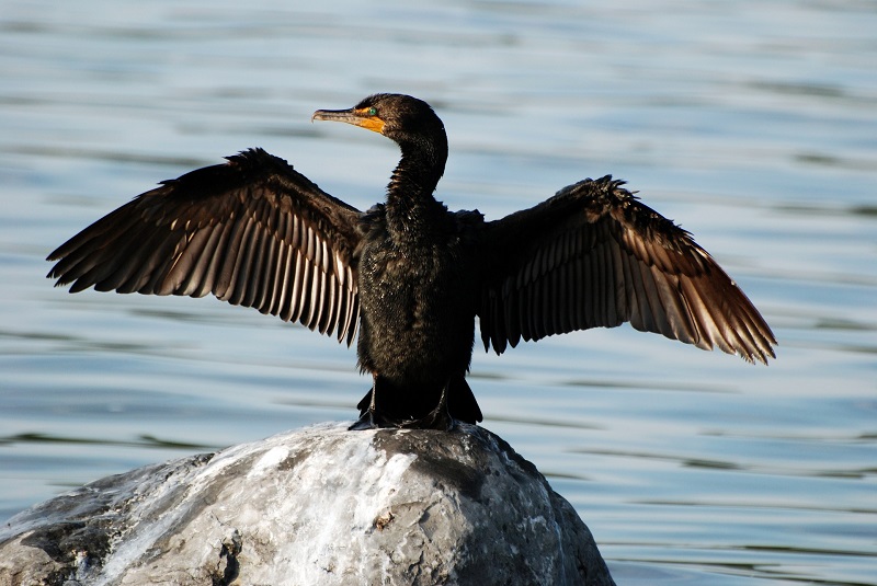cormorant-1800387_1920.jpg